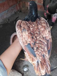 aseel