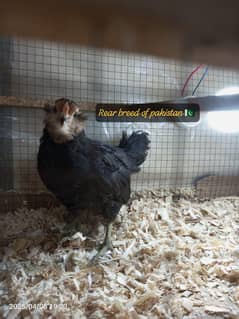 Americuna Blue & Green Eggs layer breed ka Chiks & Eggs available