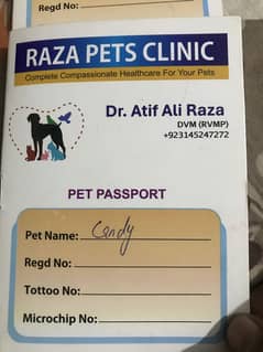 white persian pair/double coat cats/perssian cats/kittens for sale