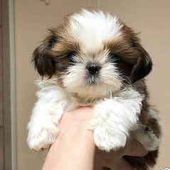 Shihtzu