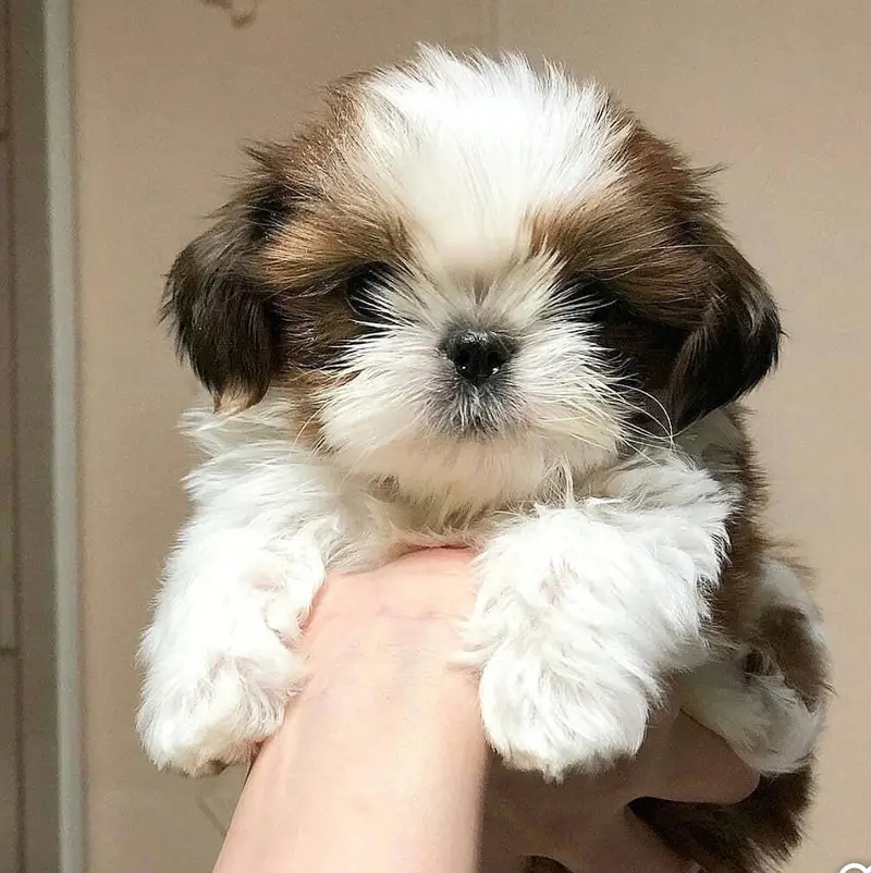 Shihtzu puppies