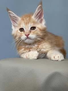 Maine coon kitten