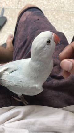 voilet colour parrot/blue parrot
