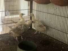 Peacock chicks for sale