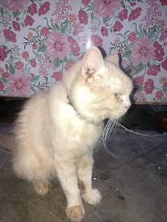 cat russian male
