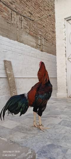 lakha