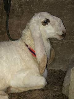 Larkana sheep