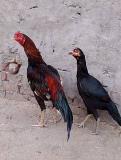 Pure Aseel Murgi