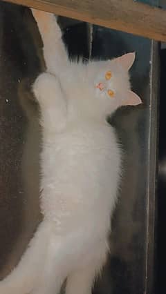 white persian cat