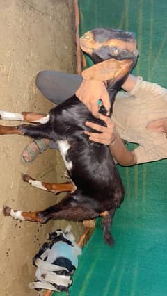 bakra