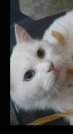 Persian