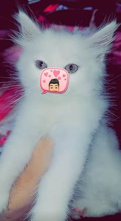 High Quality Persian kitten Doll Face Tripple Coat