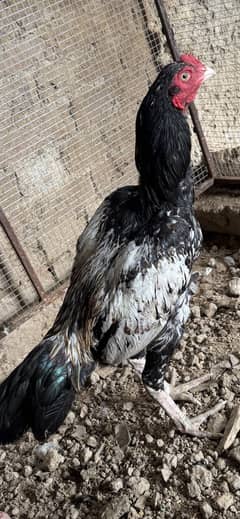 Beautiful male