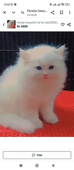 Persian beautiful Cat for sale/0329/70/37/447 my WhatsApp number