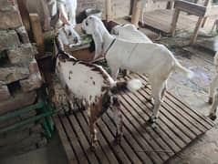 rajabpuri