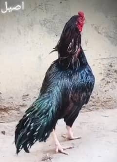 Aseel lasaani amroha