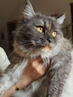 Persian