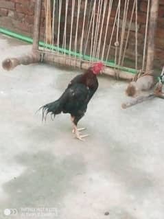 hi gues