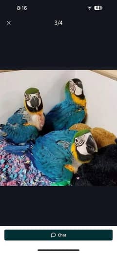 Blue Mackuo Chils For sale 03230086398 my WhatsApp number