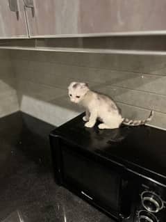 Scottish fold kitten