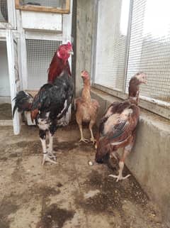 aseel trio top quality