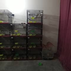 Bird Cages