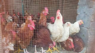 Male Chickens