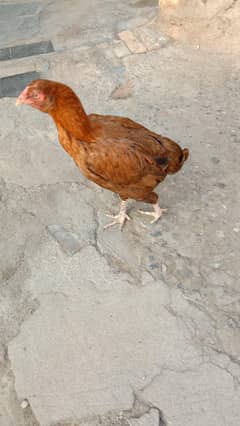 aseel morgeyan 3 bari hin choti sat men free