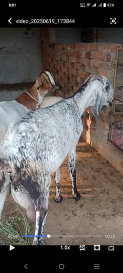 makhi cheeni goat with 2 female baby