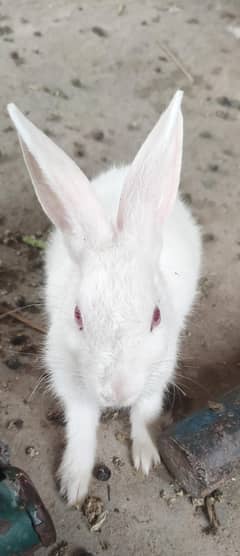 Rabbits