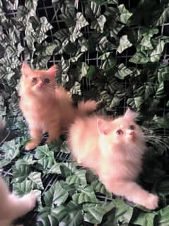 Persian