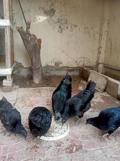 Ayam Cemani One Male Three Females Are Available For Sale