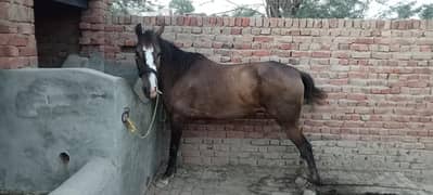 Horse Sale
