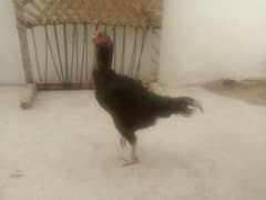 Aseel female black