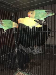 Lovebirds ready to breed