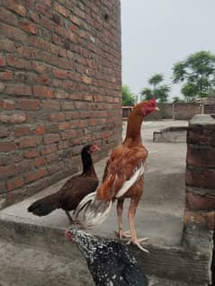 1Murga seel 2 pathiya