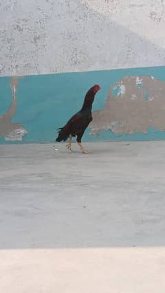 Aseel