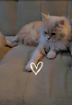 8 months cat