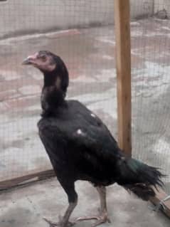 heath and active or beautiful hen