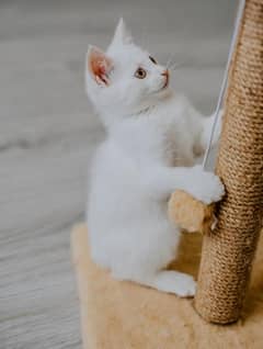 Cute