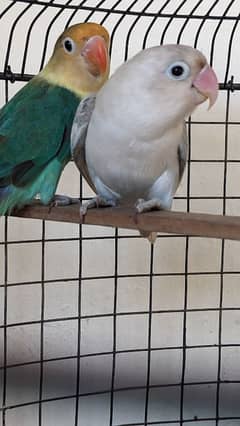 lovebird pair exchange with budgies