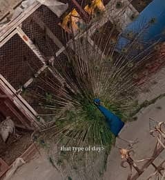 peacock