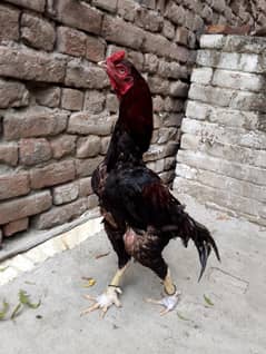 lakha