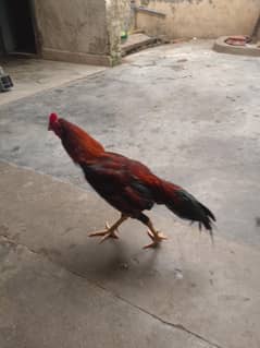 aseel mianwali zabardast