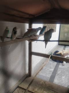 07 Australian birds