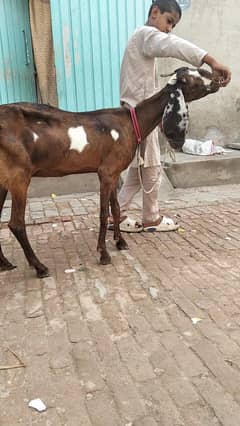 bakri