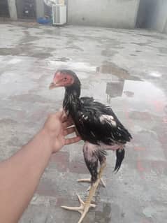 black nawab