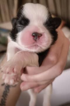 ShihTzu