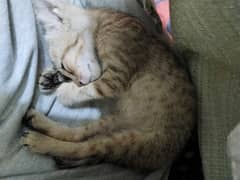 kitten