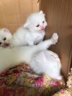 cat baby for sale 03184246307 WhatsApp only